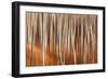 Italy ,Tuscan Emilian Appennines, the nature reserve in Italy. Biogenetic nature reserve-ClickAlps-Framed Photographic Print