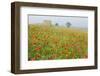 Italy, Tuscany. a Foggy Morning Amidst a Field of Poppies-Brenda Tharp-Framed Photographic Print