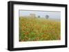 Italy, Tuscany. a Foggy Morning Amidst a Field of Poppies-Brenda Tharp-Framed Photographic Print