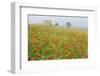 Italy, Tuscany. a Foggy Morning Amidst a Field of Poppies-Brenda Tharp-Framed Photographic Print