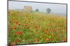 Italy, Tuscany. a Foggy Morning Amidst a Field of Poppies-Brenda Tharp-Mounted Photographic Print