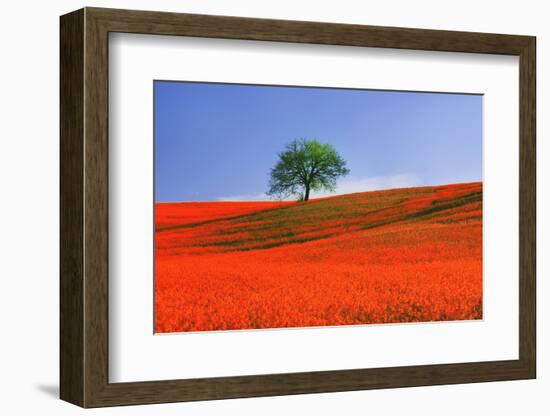Italy, Tuscany. Abstract of oak tree on red flower-covered hillside-Jaynes Gallery-Framed Photographic Print
