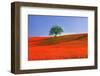 Italy, Tuscany. Abstract of oak tree on red flower-covered hillside-Jaynes Gallery-Framed Photographic Print