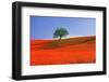 Italy, Tuscany. Abstract of oak tree on red flower-covered hillside-Jaynes Gallery-Framed Photographic Print