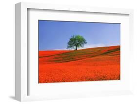 Italy, Tuscany. Abstract of oak tree on red flower-covered hillside-Jaynes Gallery-Framed Photographic Print