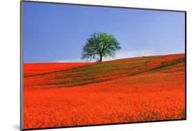 Italy, Tuscany. Abstract of oak tree on red flower-covered hillside-Jaynes Gallery-Mounted Photographic Print
