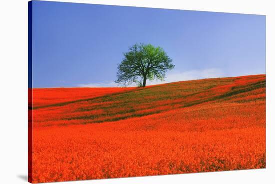 Italy, Tuscany. Abstract of oak tree on red flower-covered hillside-Jaynes Gallery-Stretched Canvas