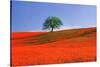 Italy, Tuscany. Abstract of oak tree on red flower-covered hillside-Jaynes Gallery-Stretched Canvas