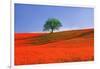 Italy, Tuscany. Abstract of oak tree on red flower-covered hillside-Jaynes Gallery-Framed Photographic Print