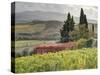 Italy, Tuscany. Autumn Ivy Covering a Building in a Vineyard-Julie Eggers-Stretched Canvas
