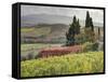 Italy, Tuscany. Autumn Ivy Covering a Building in a Vineyard-Julie Eggers-Framed Stretched Canvas