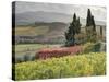 Italy, Tuscany. Autumn Ivy Covering a Building in a Vineyard-Julie Eggers-Stretched Canvas