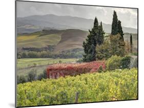Italy, Tuscany. Autumn Ivy Covering a Building in a Vineyard-Julie Eggers-Mounted Premium Photographic Print