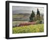 Italy, Tuscany. Autumn Ivy Covering a Building in a Vineyard-Julie Eggers-Framed Photographic Print