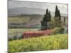 Italy, Tuscany. Autumn Ivy Covering a Building in a Vineyard-Julie Eggers-Mounted Photographic Print