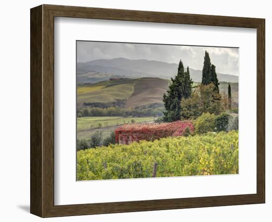 Italy, Tuscany. Autumn Ivy Covering a Building in a Vineyard-Julie Eggers-Framed Photographic Print