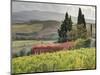 Italy, Tuscany. Autumn Ivy Covering a Building in a Vineyard-Julie Eggers-Mounted Photographic Print