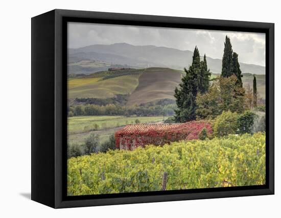 Italy, Tuscany. Autumn Ivy Covering a Building in a Vineyard-Julie Eggers-Framed Stretched Canvas