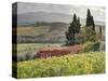 Italy, Tuscany. Autumn Ivy Covering a Building in a Vineyard-Julie Eggers-Stretched Canvas