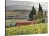 Italy, Tuscany. Autumn Ivy Covering a Building in a Vineyard-Julie Eggers-Stretched Canvas