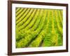 Italy, Tuscany, Autumn Vineyards in Southern Tuscany-Terry Eggers-Framed Photographic Print