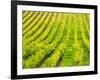 Italy, Tuscany, Autumn Vineyards in Southern Tuscany-Terry Eggers-Framed Photographic Print