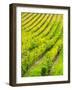 Italy, Tuscany, Autumn Vineyards in Southern Tuscany-Terry Eggers-Framed Photographic Print
