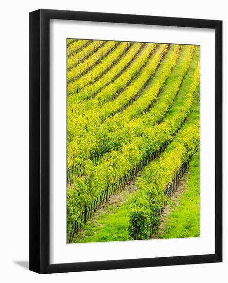 Italy, Tuscany, Autumn Vineyards in Southern Tuscany-Terry Eggers-Framed Photographic Print