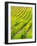 Italy, Tuscany, Autumn Vineyards in Southern Tuscany-Terry Eggers-Framed Photographic Print