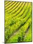 Italy, Tuscany, Autumn Vineyards in Southern Tuscany-Terry Eggers-Mounted Photographic Print