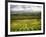 Italy, Tuscany, Autumn Vineyards-Terry Eggers-Framed Photographic Print