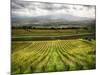 Italy, Tuscany, Autumn Vineyards-Terry Eggers-Mounted Photographic Print