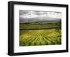 Italy, Tuscany, Autumn Vineyards-Terry Eggers-Framed Photographic Print