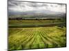 Italy, Tuscany, Autumn Vineyards-Terry Eggers-Mounted Photographic Print