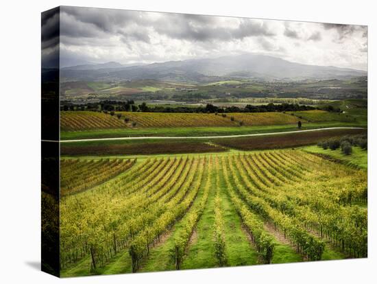 Italy, Tuscany, Autumn Vineyards-Terry Eggers-Stretched Canvas