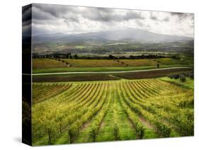 Italy, Tuscany, Autumn Vineyards-Terry Eggers-Stretched Canvas