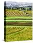 Italy, Tuscany, Autumn Vineyards-Terry Eggers-Stretched Canvas