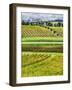 Italy, Tuscany, Autumn Vineyards-Terry Eggers-Framed Photographic Print