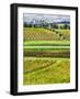 Italy, Tuscany, Autumn Vineyards-Terry Eggers-Framed Photographic Print