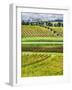 Italy, Tuscany, Autumn Vineyards-Terry Eggers-Framed Photographic Print