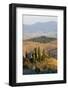 Italy, Tuscany. Belvedere House, Olive trees, and vineyards near San Quirico d'Orcia.-Julie Eggers-Framed Photographic Print