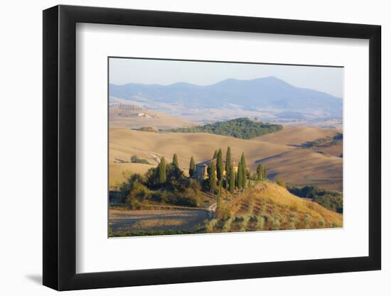 Italy, Tuscany. Belvedere House, Olive trees, and vineyards near San Quirico d'Orcia.-Julie Eggers-Framed Photographic Print