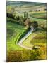 Italy, Tuscany, Chianti, Autumn, Road running through vineyards-Terry Eggers-Mounted Photographic Print