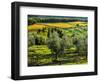 Italy, Tuscany, Chianti, Autumn Vineyard Rows with Bright Color-Terry Eggers-Framed Photographic Print