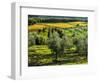 Italy, Tuscany, Chianti, Autumn Vineyard Rows with Bright Color-Terry Eggers-Framed Photographic Print