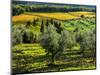 Italy, Tuscany, Chianti, Autumn Vineyard Rows with Bright Color-Terry Eggers-Mounted Photographic Print