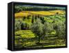 Italy, Tuscany, Chianti, Autumn Vineyard Rows with Bright Color-Terry Eggers-Framed Stretched Canvas