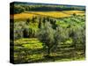 Italy, Tuscany, Chianti, Autumn Vineyard Rows with Bright Color-Terry Eggers-Stretched Canvas