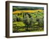 Italy, Tuscany, Chianti, Autumn Vineyard Rows with Bright Color-Terry Eggers-Framed Photographic Print
