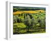 Italy, Tuscany, Chianti, Autumn Vineyard Rows with Bright Color-Terry Eggers-Framed Photographic Print